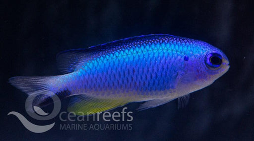 Blue Starkii damsel - Ocean Reefs Marine Aquariums