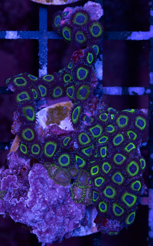 Blueberry Mint Zoa Frag - Ocean Reefs Marine Aquariums