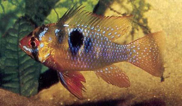 Blue Ram | Ocean Reefs Marine Aquariums