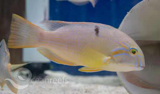 Bluespotted Tuskfish - Ocean Reefs Marine Aquariums