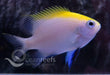 Bow Tie Damsel - Ocean Reefs Marine Aquariums