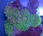 Bubble Tip Anemone - Ocean Reefs Marine Aquariums