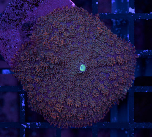 Burgundy Fuzzy Rhodactis Single Polyp - Ocean Reefs Marine Aquariums