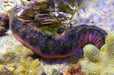 Burnt Sausage Cucumber - Ocean Reefs Marine Aquariums