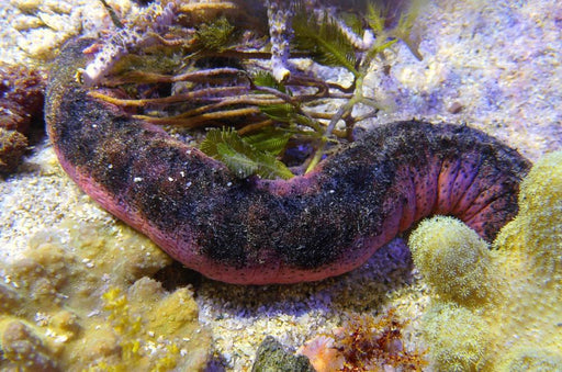 Burnt Sausage Cucumber - Ocean Reefs Marine Aquariums