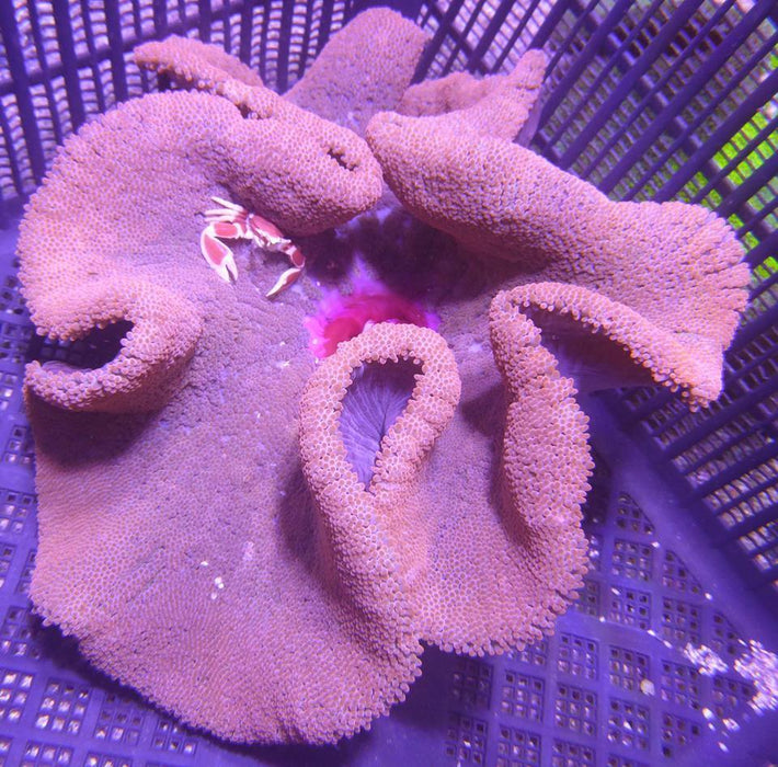 Carpet Anemones - Ocean Reefs Marine Aquariums