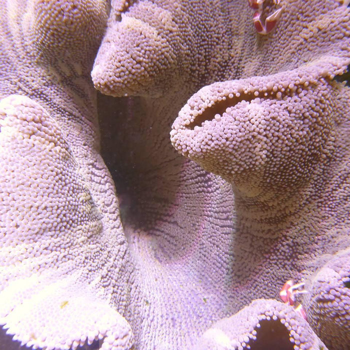 Carpet Anemones - Ocean Reefs Marine Aquariums