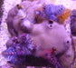 Christmas tree Worm Rocks - Ocean Reefs Marine Aquariums