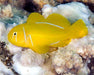 Citron Coral Goby - Ocean Reefs Marine Aquariums