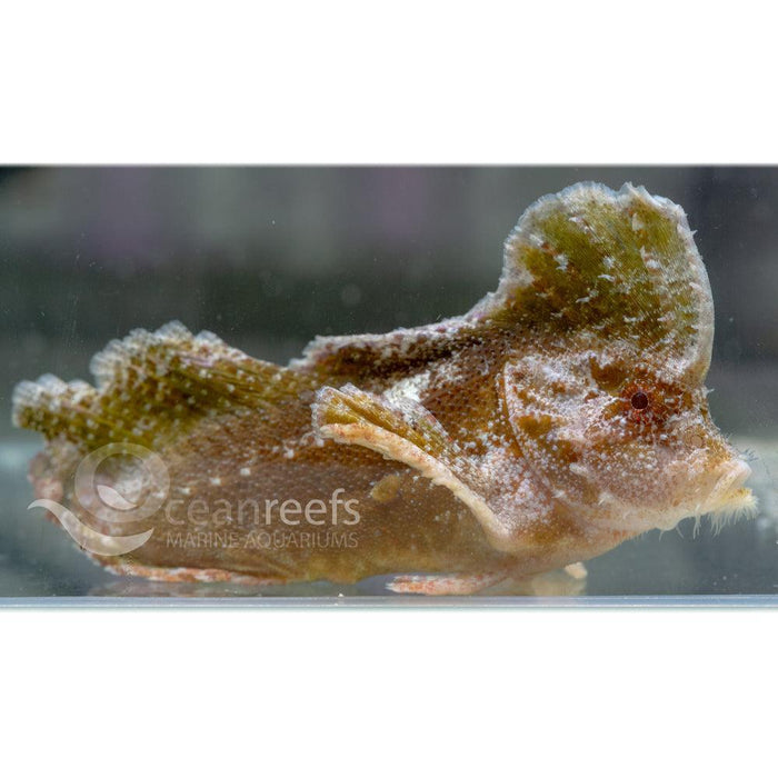 Cockatoo Waspfish - Ocean Reefs Marine Aquariums