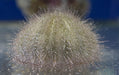 Collector Urchin - Ocean Reefs Marine Aquariums