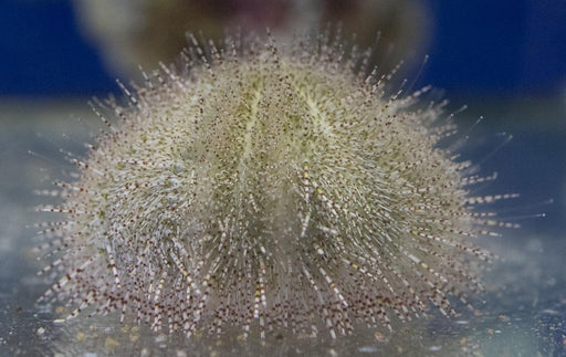 Collector Urchin - Ocean Reefs Marine Aquariums