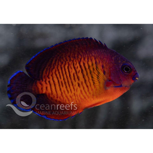 Coral Beauty Angelfish - Ocean Reefs Marine Aquariums