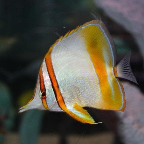 Chaeto