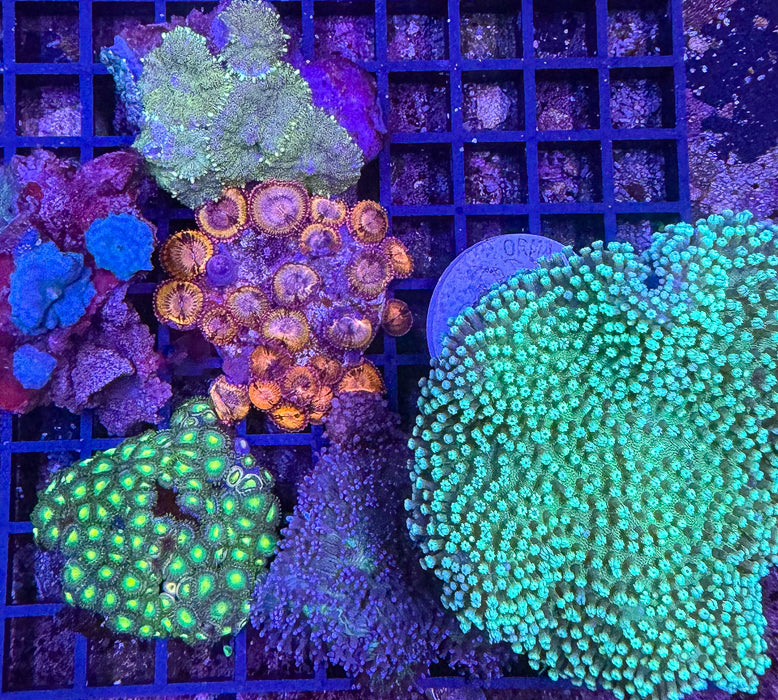 Soft Coral Pack