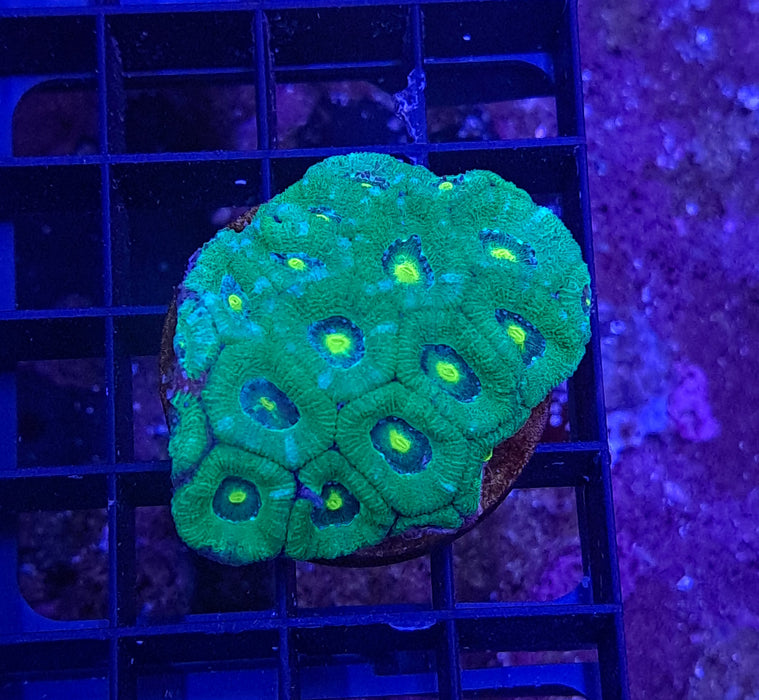 Green Micromussa Frag