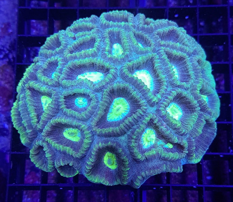 Moon Coral 3"