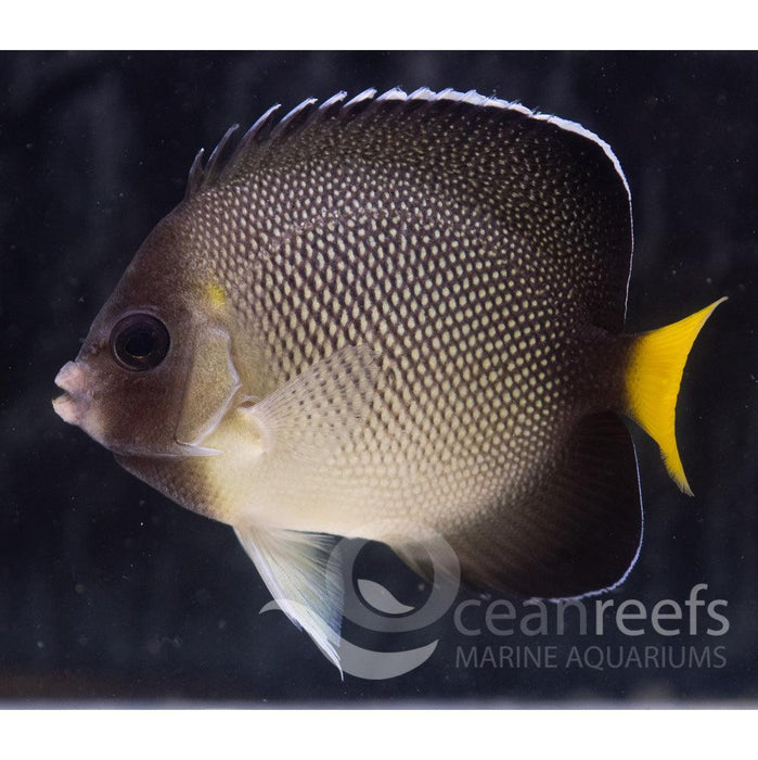Cream Angelfish - Ocean Reefs Marine Aquariums