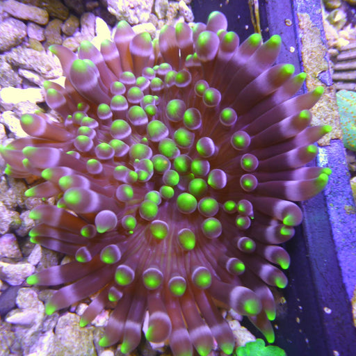 Crispa Anemone - Ocean Reefs Marine Aquariums