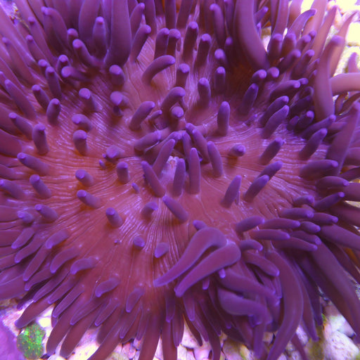 Crispa Anemone - Ocean Reefs Marine Aquariums