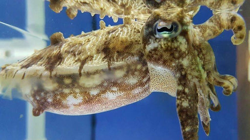 Cuttlefish - Ocean Reefs Marine Aquariums