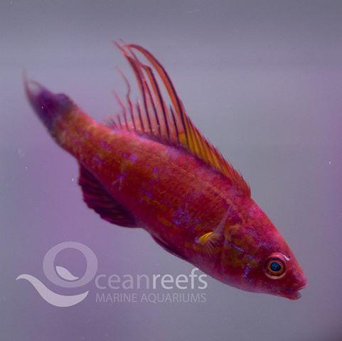 Cyaneus wrasse - Ocean Reefs Marine Aquariums