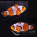 Da Vinci Clownfish Pair - Ocean Reefs Marine Aquariums