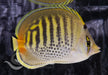 Dot and Dash Butterfly - Ocean Reefs Marine Aquariums
