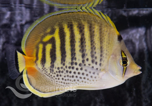 Dot and Dash Butterfly - Ocean Reefs Marine Aquariums