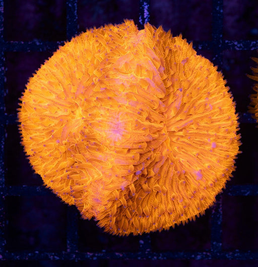 Double Head Orange Fungia 1" - Ocean Reefs Marine Aquariums