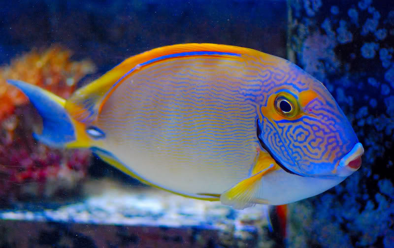 Dussumieri Tang Large
