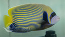 Emperor Angelfish (Adult) - Ocean Reefs Marine Aquariums
