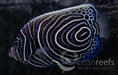 Emperor Angelfish (Juvenile) - Ocean Reefs Marine Aquariums