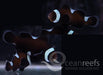 Extreme Broken Black Clownfish Pair - Ocean Reefs Marine Aquariums