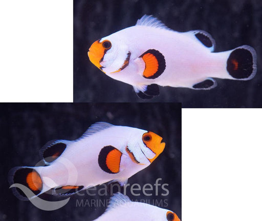 Fancy White Clownfish Pair - Ocean Reefs Marine Aquariums