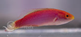 Female Jordani Wrasse - Ocean Reefs Marine Aquariums