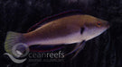 Fine spotted Fairy Wrasse - Ocean Reefs Marine Aquariums