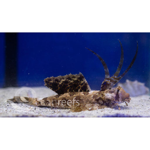 Finger Dragonet - Ocean Reefs Marine Aquariums