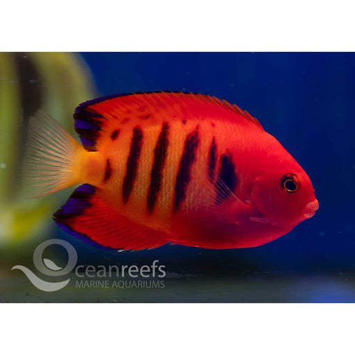 Flame Angelfish - Ocean Reefs Marine Aquariums