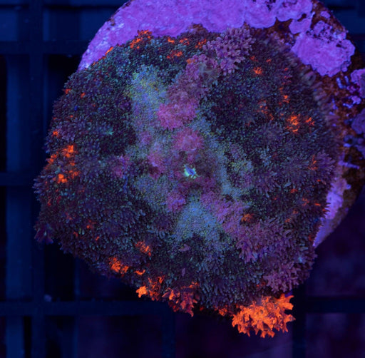 Flameburst Fuzzy Rhodactis Single Polyp - Ocean Reefs Marine Aquariums