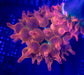 Forest Fire Bubble Tip Anemone - Ocean Reefs Marine Aquariums