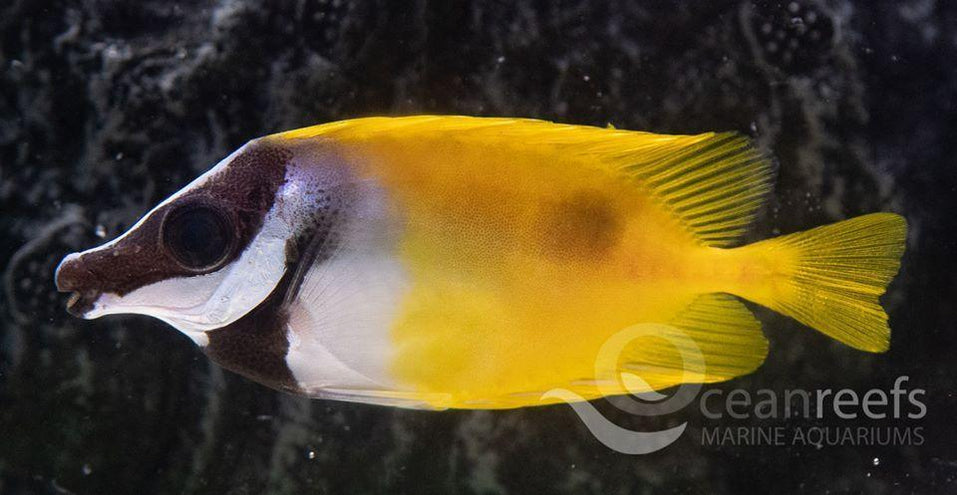 Marine Fish for Sale in Australia | Ocean Reefs Marine Aquariums