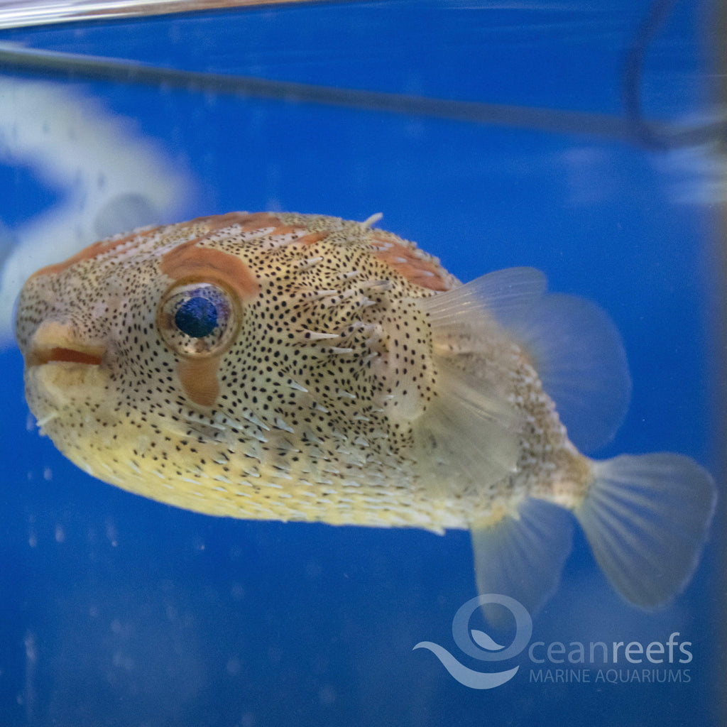 Porcenpine Fish Porcupine Fish Porcupine Fish Glass Dynasty – Lake Superior Art