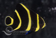 French Angelfish - Ocean Reefs Marine Aquariums