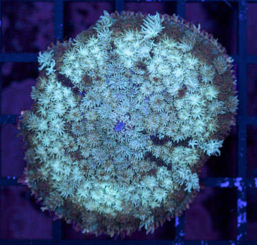 Frostbite Fluffy Rhodactis Single Polyp - Ocean Reefs Marine Aquariums