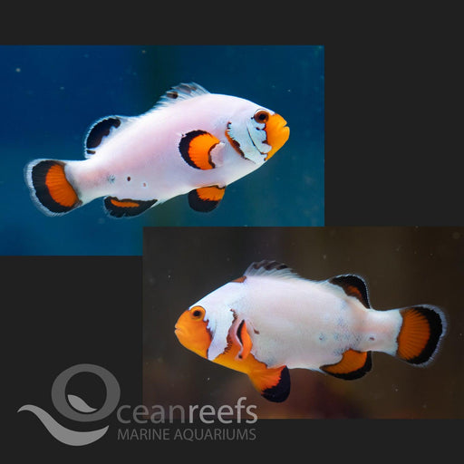 Frostbite Flurry Clownfish Pair - Ocean Reefs Marine Aquariums