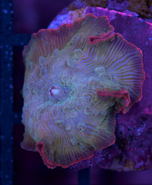 Galaxy Morph Single Polyp - Ocean Reefs Marine Aquariums