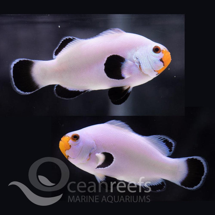 Ghost White Clownfish Pair - Ocean Reefs Marine Aquariums