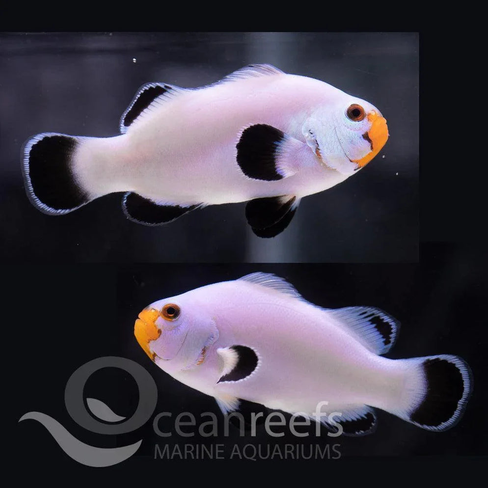 Ghost White Clownfish Pair Ocean Reefs Marine Aquariums