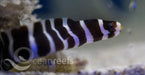 Girdled Moray - Ocean Reefs Marine Aquariums